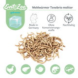 Mehlwürmer - gefroren - einzeln entnehmbar