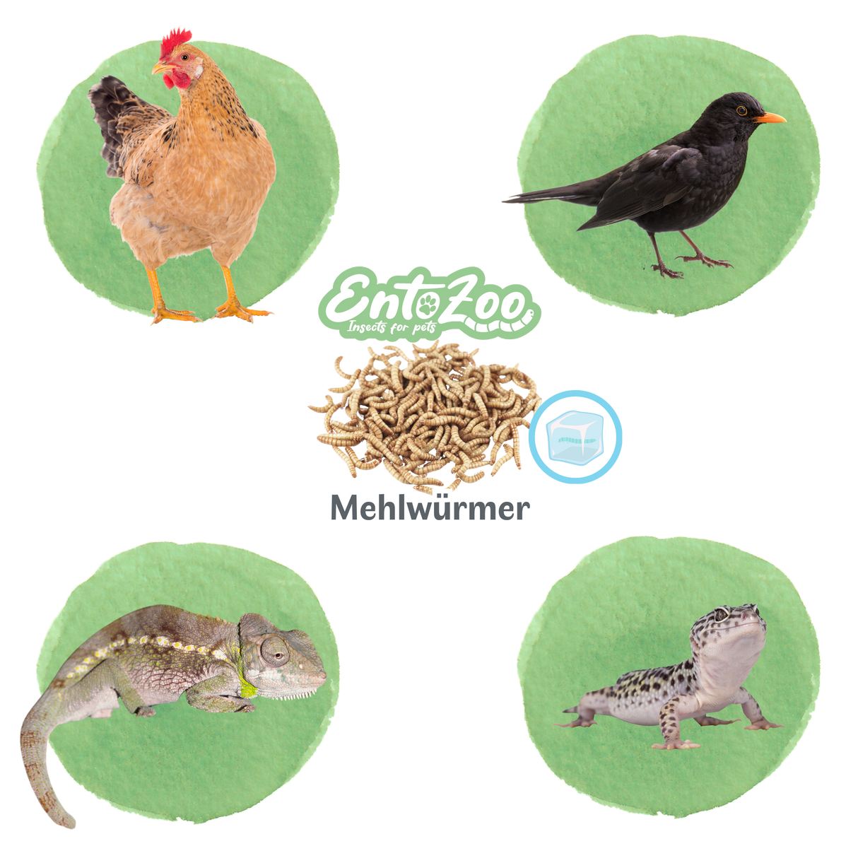 Mehlwürmer - gefroren - einzeln entnehmbar