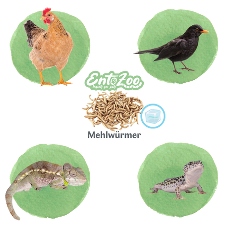 Mehlwürmer - gefroren - einzeln entnehmbar