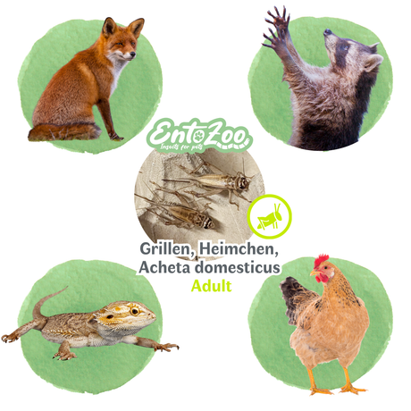 Grillen| Heimchen| Acheta domesticus - lebend - in 3 Größen