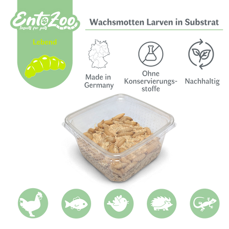 Live Wax Moth Larvae / Bee Maggots in Substrate as Feeder Insects