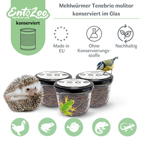 EntoZoo - ganze Mehlwürmer im Glas - einzeln entnehmbar - als Futtertier