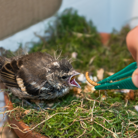 EntoZoo - ganze Mehlwürmer im Glas - einzeln entnehmbar - als Futtertier