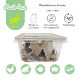 Migratory Locust (Locusta migratoria) as Feeder Insect for Reptiles, Amphibians, Birds, Rodents