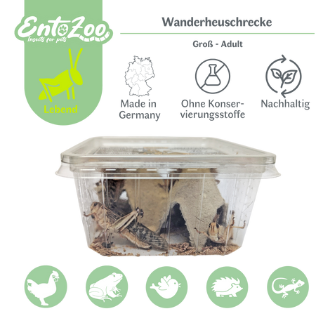 Migratory Locust (Locusta migratoria) as Feeder Insect for Reptiles, Amphibians, Birds, Rodents
