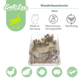 Migratory Locust (Locusta migratoria) as Feeder Insect for Reptiles, Amphibians, Birds, Rodents