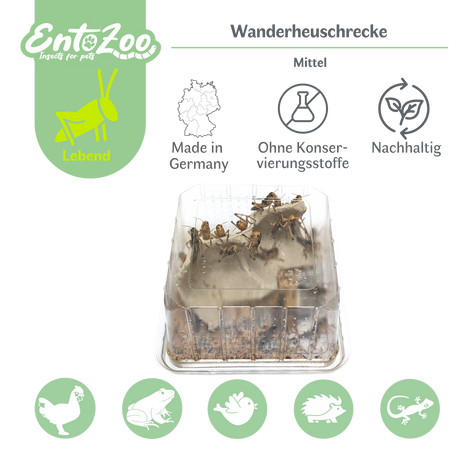 Migratory Locust (Locusta migratoria) as Feeder Insect for Reptiles, Amphibians, Birds, Rodents