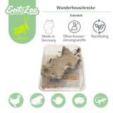 Migratory Locust (Locusta migratoria) as Feeder Insect for Reptiles, Amphibians, Birds, Rodents