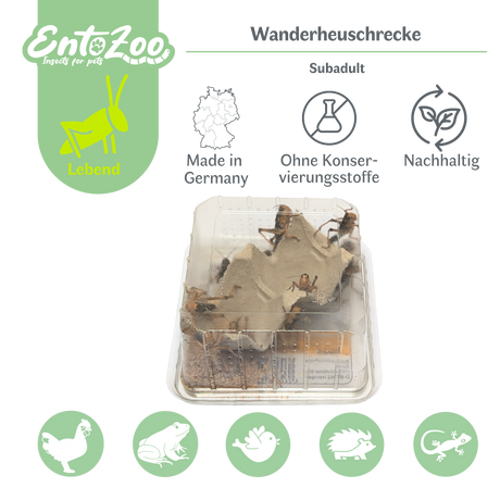 Migratory Locust (Locusta migratoria) as Feeder Insect for Reptiles, Amphibians, Birds, Rodents