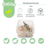Migratory Locust (Locusta migratoria) as Feeder Insect for Reptiles, Amphibians, Birds, Rodents