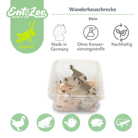 Migratory Locust (Locusta migratoria) as Feeder Insect for Reptiles, Amphibians, Birds, Rodents