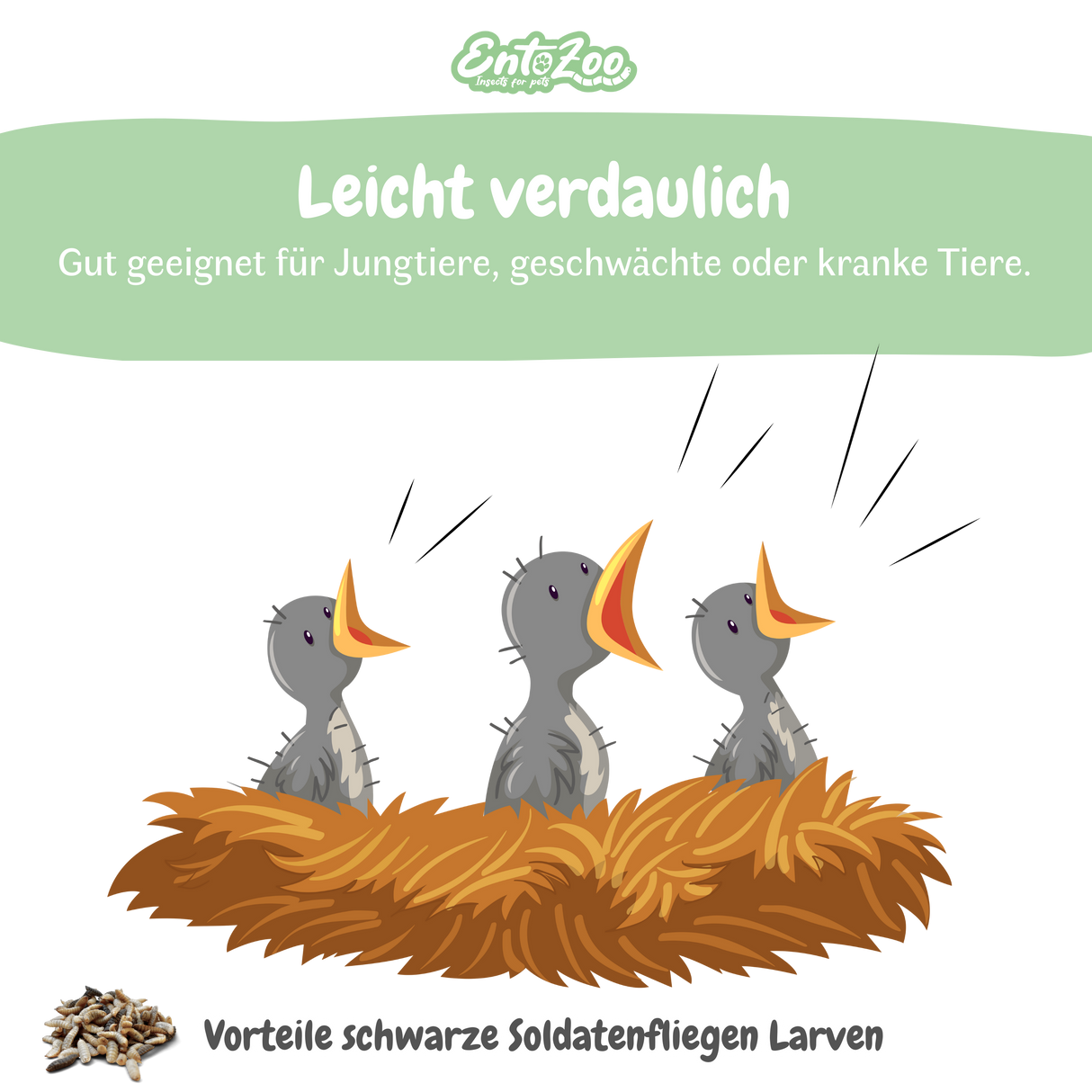 EntoZoo - Insektenpüree im Glas schwarze Soldatenfliege Larven