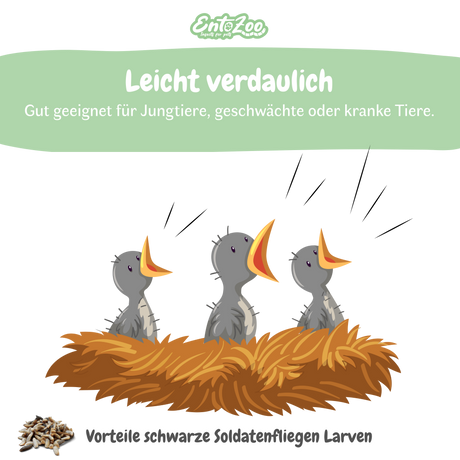 EntoZoo - Insektenpüree im Glas schwarze Soldatenfliege Larven