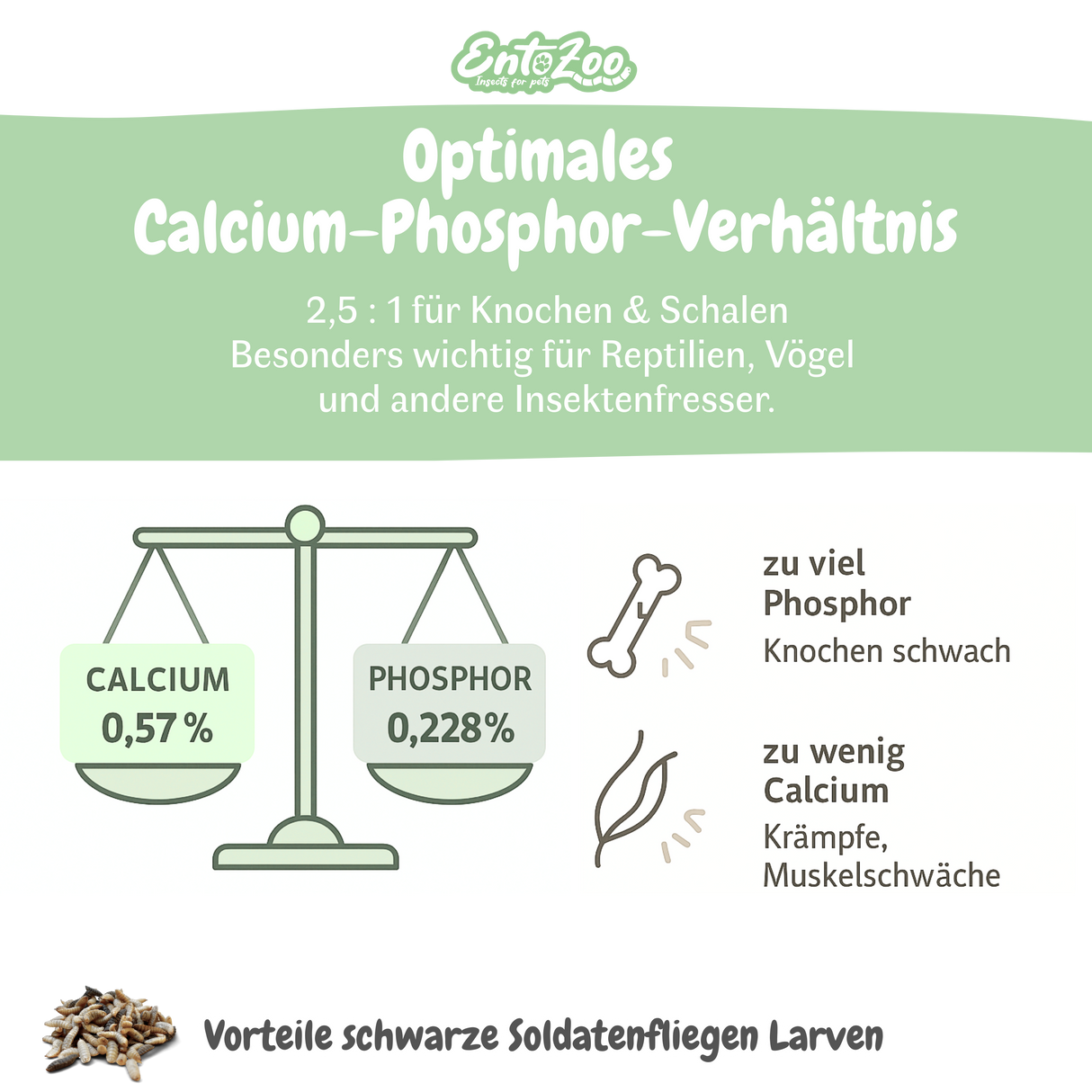 EntoZoo - Insektenpüree im Glas schwarze Soldatenfliege Larven