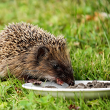 EntoZoo - Igelfutter im Glas - schwarze Soldatenfliegen Larve