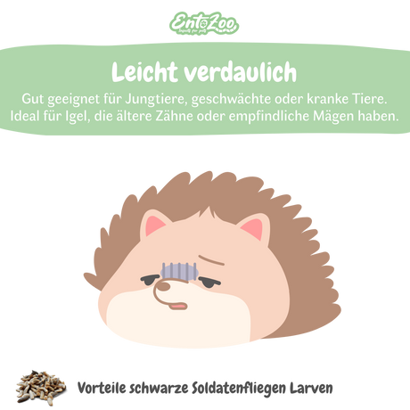 EntoZoo - Igelfutter im Glas - schwarze Soldatenfliegen Larve