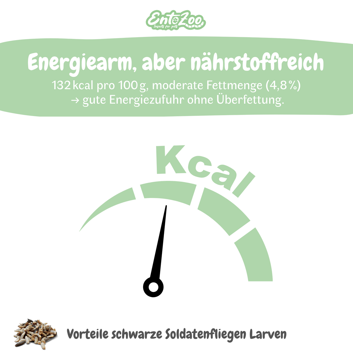 EntoZoo - Igelfutter im Glas - schwarze Soldatenfliegen Larve