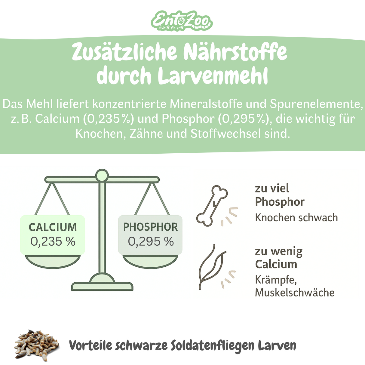 EntoZoo - Igelfutter im Glas - schwarze Soldatenfliegen Larve