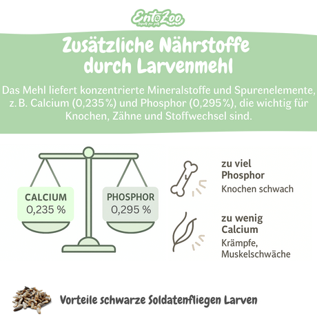 EntoZoo - Igelfutter im Glas - schwarze Soldatenfliegen Larve