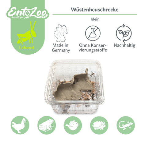 Wüstenheuschrecke (Schistocerca gregaria) als Futtertier für Reptilien, Amphibien, Vögel, Nagetiere