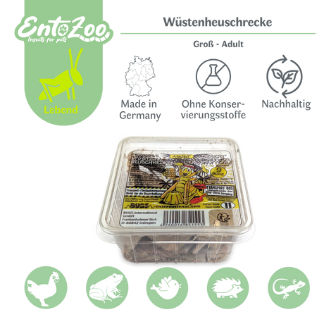 Wüstenheuschrecke (Schistocerca gregaria) als Futtertier für Reptilien, Amphibien, Vögel, Nagetiere