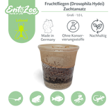 Fruchtfliegen (Drosophila Hydei) Zuchtansatz, Futterinsekten für kleine Tiere