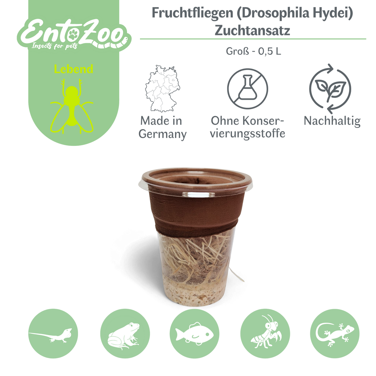 Fruchtfliegen (Drosophila Hydei) Zuchtansatz, Futterinsekten für kleine Tiere