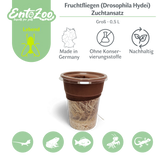 Fruchtfliegen (Drosophila Hydei) Zuchtansatz, Futterinsekten für kleine Tiere