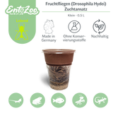 Fruchtfliegen (Drosophila Hydei) Zuchtansatz, Futterinsekten für kleine Tiere