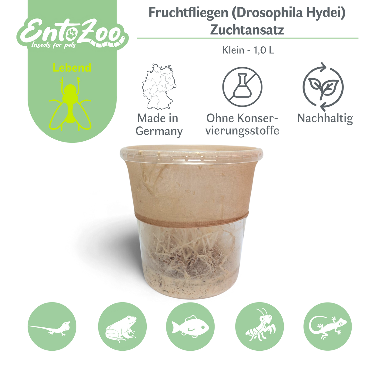 Fruchtfliegen (Drosophila Hydei) Zuchtansatz, Futterinsekten für kleine Tiere