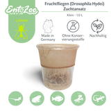 Fruchtfliegen (Drosophila Hydei) Zuchtansatz, Futterinsekten für kleine Tiere