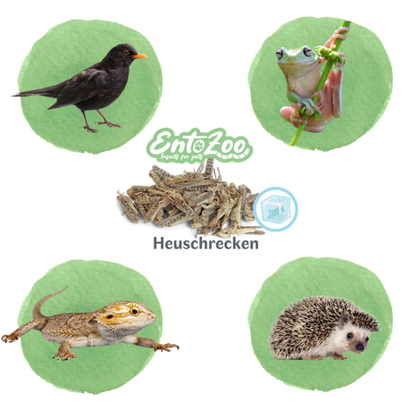 EntoZoo - Gefrorene Wanderheuschrecken (locusta migratoria) (Groß - Adult)