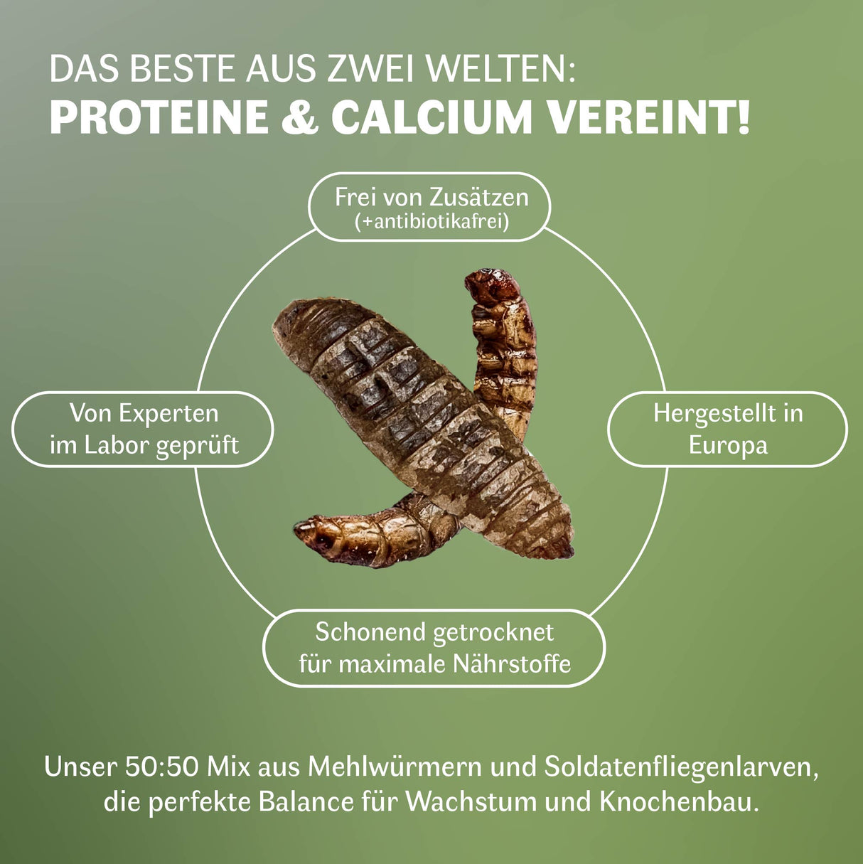 nfografik mit getrockneten Schwarzen Soldatenfliegenlarven und Mehlwürmern im 50:50 Mix. Darstellung der Vorteile: hoher Proteingehalt, natürlicher Calciumanteil, frei von Zusatzstoffen und Antibiotika, schonend getrocknet für maximale Nährstoffe, laborgeprüft und hergestellt in Europa. Hochwertiges Einzelfuttermittel zur Unterstützung von Wachstum und Knochenbau bei verschiedenen Tierarten.