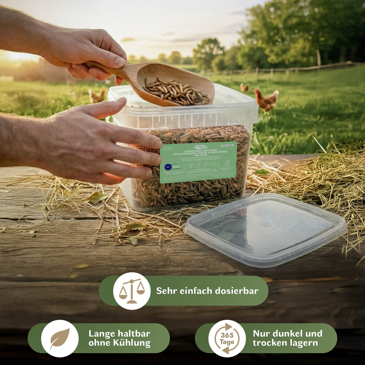 Anwendungsbild eines 50:50 Mixes aus getrockneten Schwarzen Soldatenfliegenlarven und Mehlwürmern in einer wiederverschließbaren Box. Das Futter wird mit einer Holzschaufel einfach dosiert. Lange haltbar ohne Kühlung, lichtgeschützt und trocken lagerbar. Geeignet als hochwertiges Einzelfuttermittel für Hühner, Wildvögel und andere Tiere.