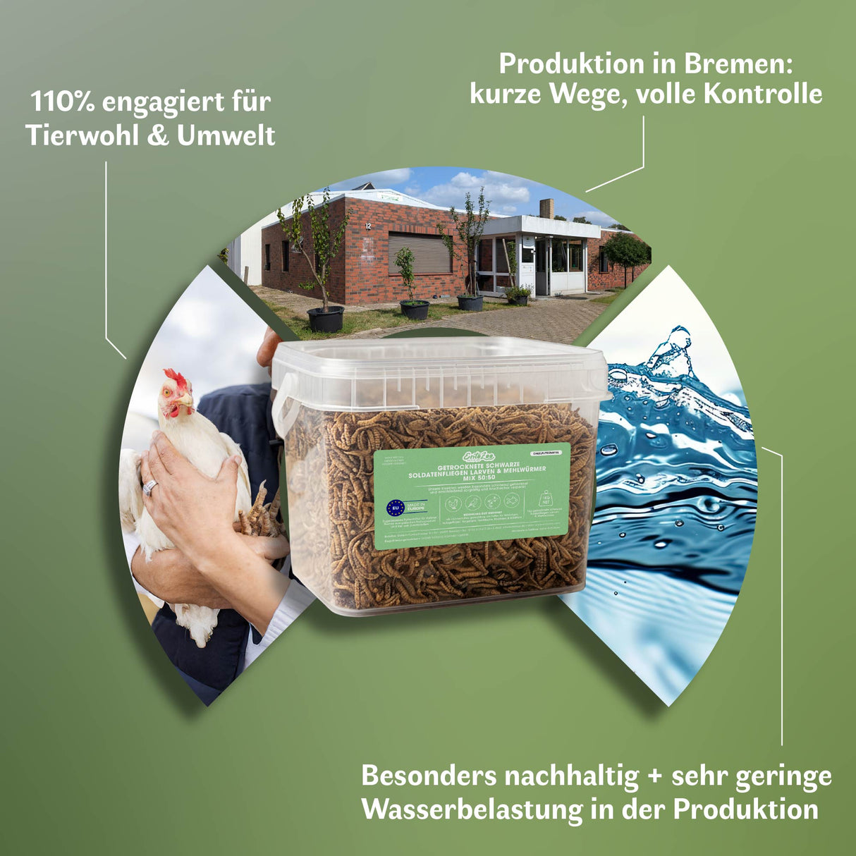 Infografik zur nachhaltigen Herstellung von Insektenfutter in Bremen. Dargestellt sind regionale Produktion mit kurzen Wegen, hohes Engagement für Tierwohl und Umwelt sowie eine sehr geringe Wasserbelastung in der Produktion. Im Mittelpunkt steht ein transparenter Behälter mit getrockneten Schwarzen Soldatenfliegenlarven und Mehlwürmern von EntoZoo als hochwertiges, kontrolliert hergestelltes Einzelfuttermittel.