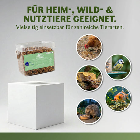 Anwendungsübersicht für getrocknete Mehlwürmer als Einzelfuttermittel. Dargestellt sind verschiedene Tierarten wie Hühner, Wildvögel, Reptilien, Fische und Igel, für die das Produkt geeignet ist. Im Mittelpunkt steht ein transparenter Behälter mit getrockneten Mehlwürmern von EntoZoo. Vielseitig einsetzbar für Heim-, Wild- und Nutztiere.