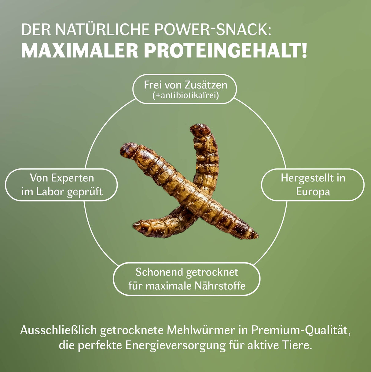 Infografik zu getrockneten Mehlwürmern als natürlicher Protein-Snack für Tiere. Hervorgehoben werden maximaler Proteingehalt, schonende Trocknung für den Erhalt von Nährstoffen, Herstellung in Europa, laborgeprüfte Qualität sowie Freiheit von Zusatzstoffen und Antibiotika. Geeignet zur Energieversorgung aktiver Tiere.