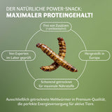 Infografik zu getrockneten Mehlwürmern als natürlicher Protein-Snack für Tiere. Hervorgehoben werden maximaler Proteingehalt, schonende Trocknung für den Erhalt von Nährstoffen, Herstellung in Europa, laborgeprüfte Qualität sowie Freiheit von Zusatzstoffen und Antibiotika. Geeignet zur Energieversorgung aktiver Tiere.