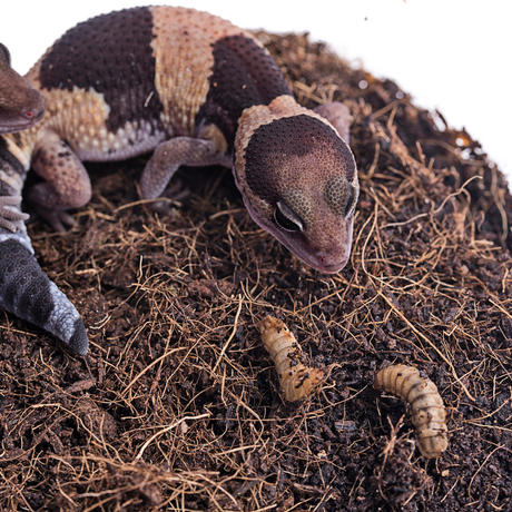 Lebende Schwarze Soldatenfliegen Larven Hermetia illucens - groß - einzeln entnehmbar