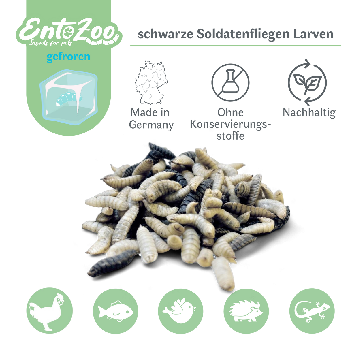 Gefroren Schwarze Soldatenfliegen Larven Hermetia illucens - groß - einzeln entnehmbar