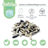 Gefroren Schwarze Soldatenfliegen Larven Hermetia illucens - groß - einzeln entnehmbar