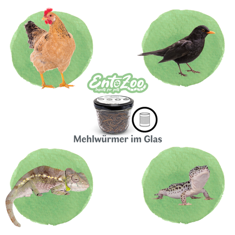 EntoZoo - ganze Mehlwürmer im Glas - einzeln entnehmbar - als Futtertier