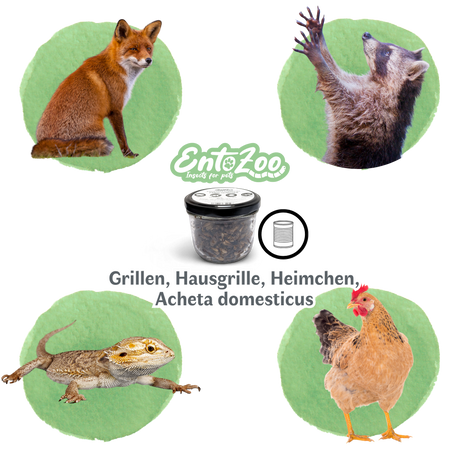 EntoZoo - ganze Heimchen im Glas - einzeln entnehmbar - als Futtertier