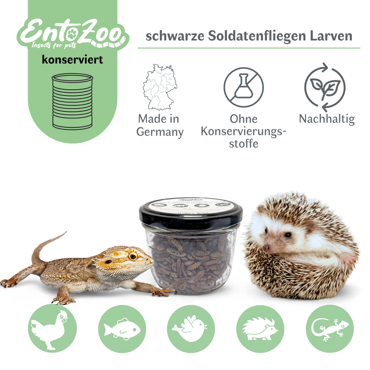 EntoZoo - ganze schwarze Soldatenfliegen Larven im Glas - einzeln entnehmbar - als Futtertier 100g