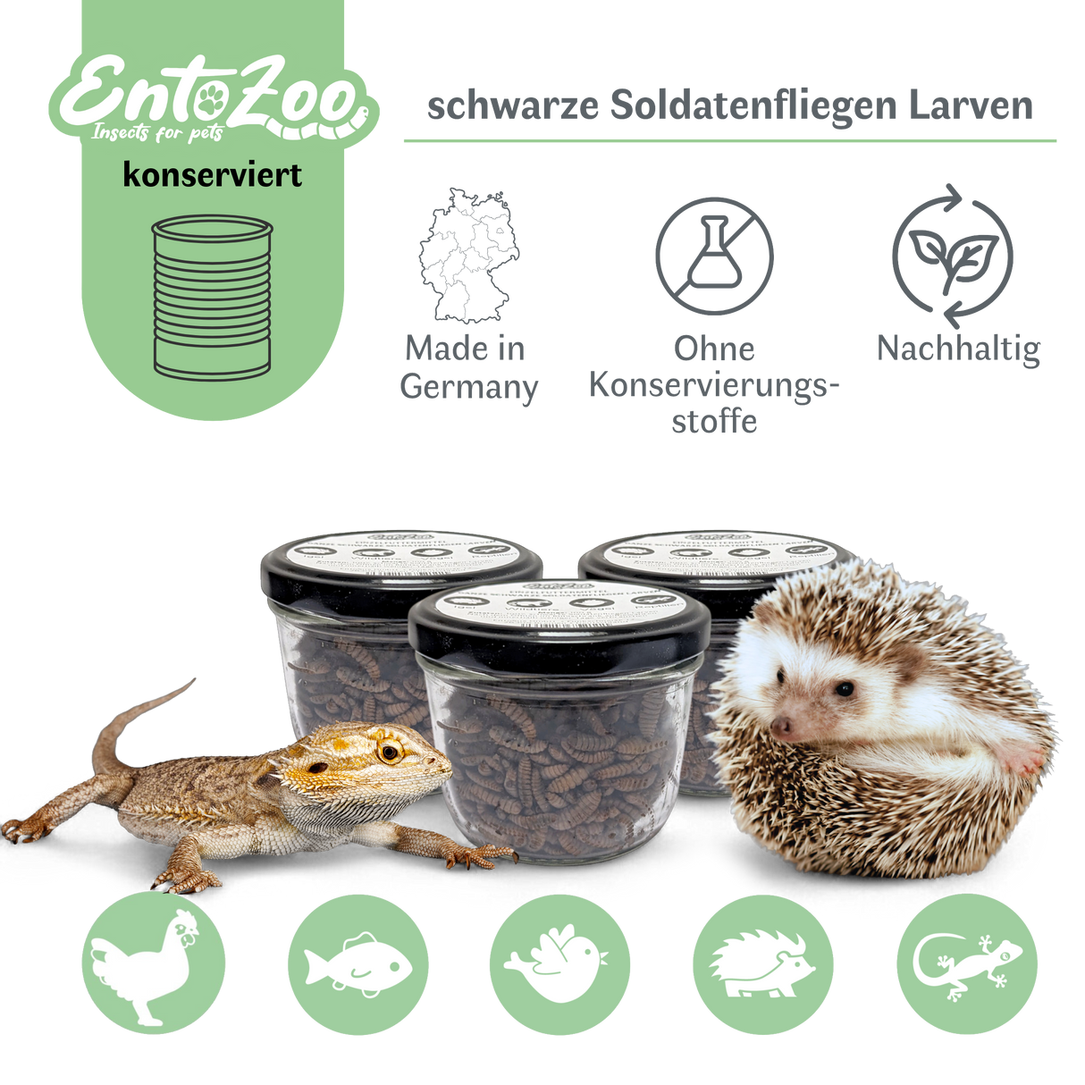 EntoZoo - ganze schwarze Soldatenfliegen Larven im Glas - einzeln entnehmbar - als Futtertier 100g