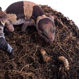 Gefroren Schwarze Soldatenfliegen Larven Hermetia illucens - groß - einzeln entnehmbar