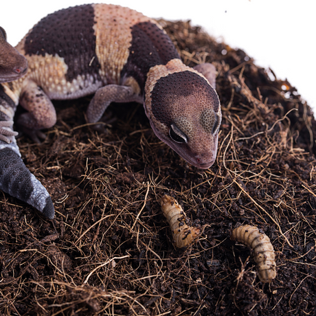 Gefroren Schwarze Soldatenfliegen Larven Hermetia illucens - groß - einzeln entnehmbar