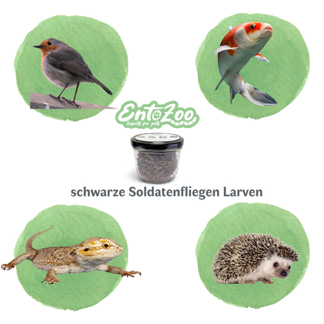 EntoZoo - ganze schwarze Soldatenfliegen Larven im Glas - einzeln entnehmbar - als Futtertier 100g