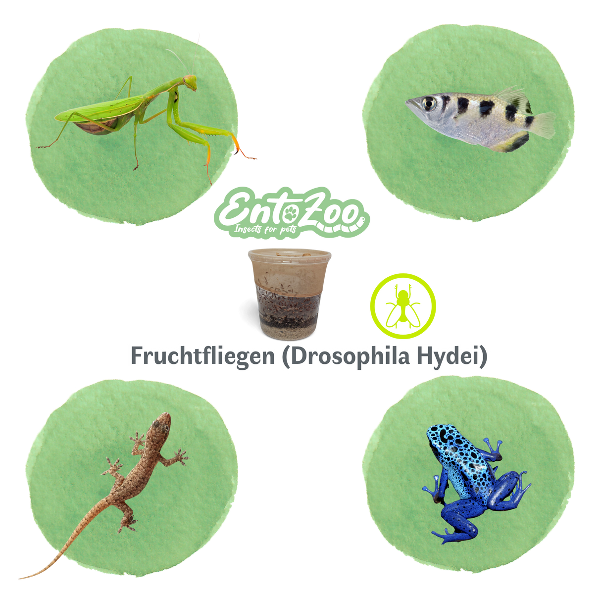 Fruchtfliegen (Drosophila Hydei) Zuchtansatz, Futterinsekten für kleine Tiere