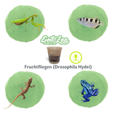 Fruchtfliegen (Drosophila Hydei) Zuchtansatz, Futterinsekten für kleine Tiere